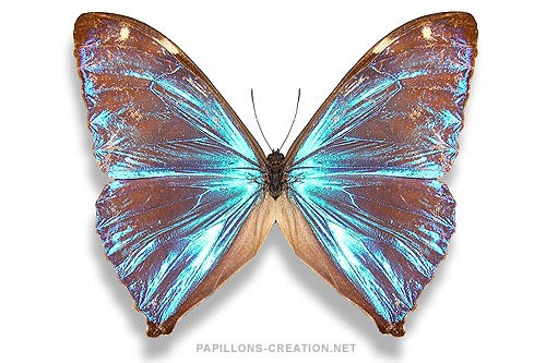 Morpho aega