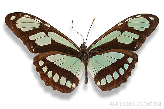 Philaethria-dido-r