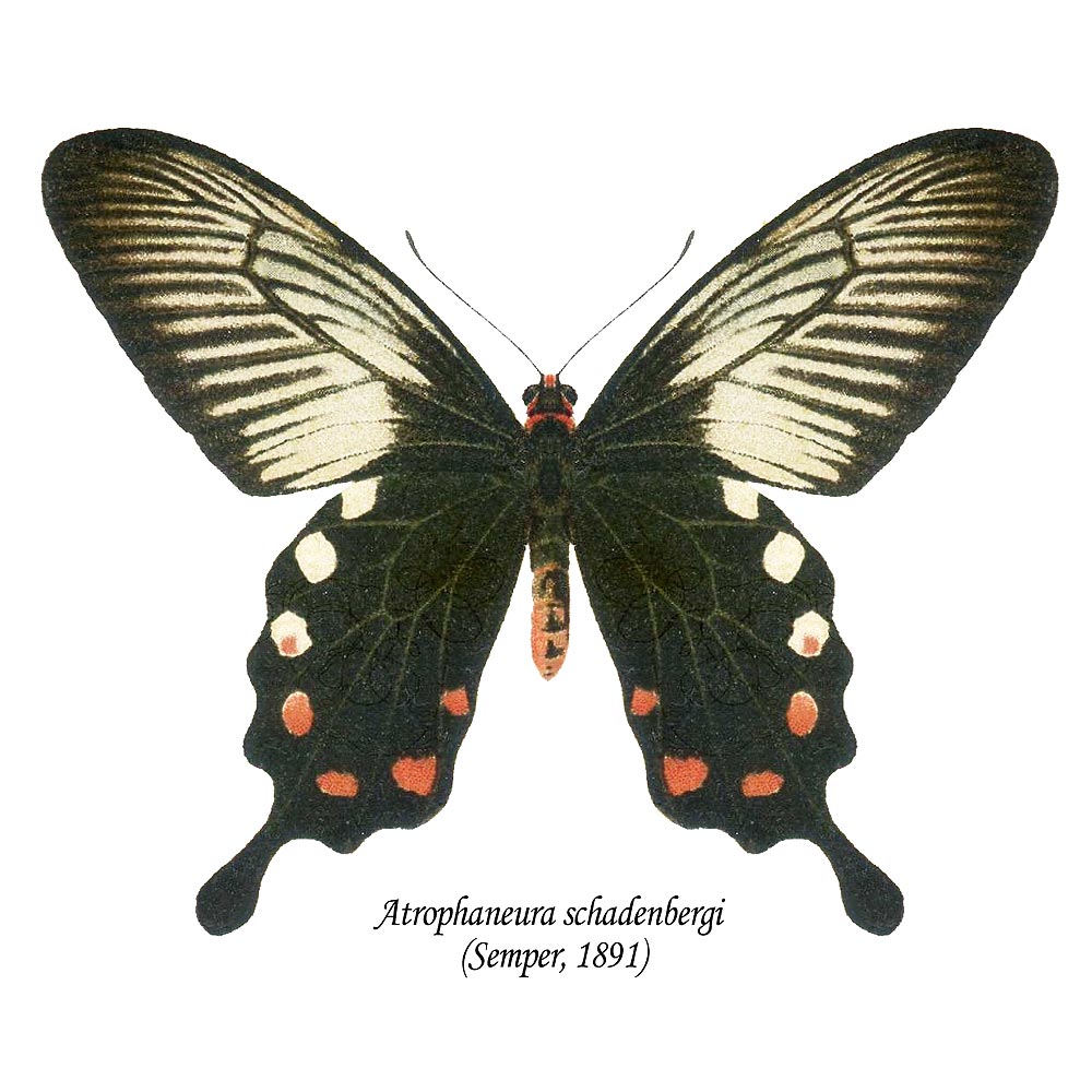 Atrophaneura schadenbergi