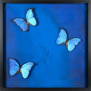 morpho