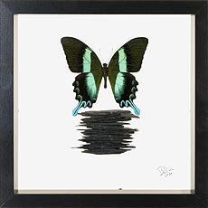 Papilio blumei