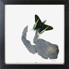 charaxes castor