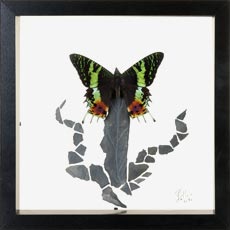 Papilio blumei