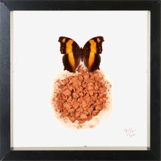 Composition Papilio lorquinianus albertisi