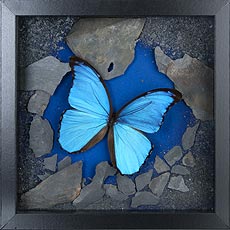 Composition Morpho didius