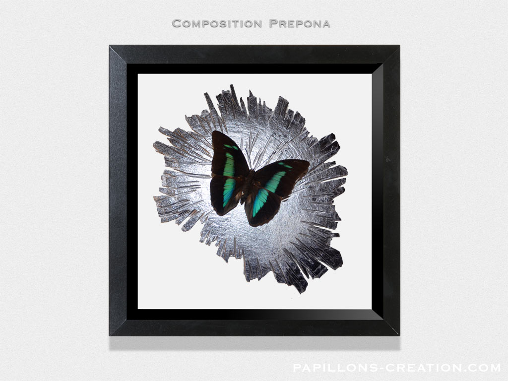 Composition Papilio lorquinianus