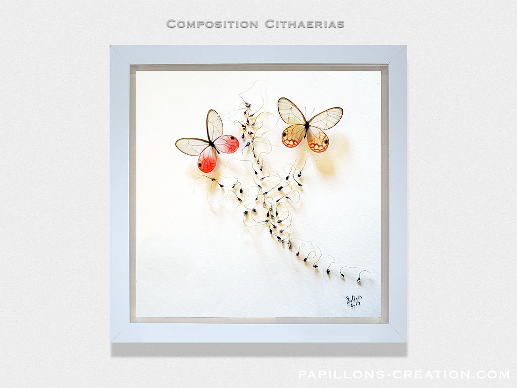 Composition Papilio lorquinianus