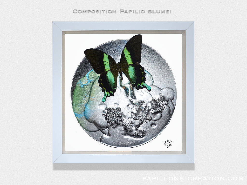 Composition Papilio lorquinianus