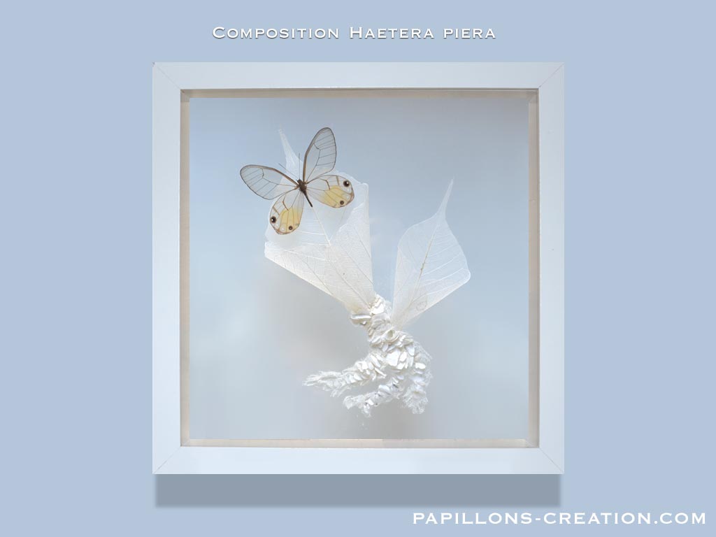 Composition Haetera piera